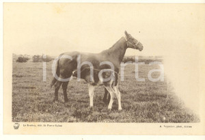 Materiale pubblicitario d’epoca 1930 ca FRANCE Syndicat Propagande Elevage de la Manche  Jument et poulain 1
