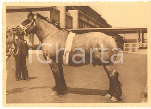 Cartolina originale da collezione 1938 BELGIQUE Cheval de trait belge  Concours  Vengeur de Vraimont Postcard 1