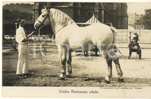 Cartolina originale da collezione 1930 ca FRANCE Etalon Boulonnais Adulte  Photo postcard RPPC A. CHAMBRY 1