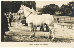 Cartolina originale da collezione 1930 ca FRANCE  Jeune Etalon Boulonnais  Photo postcard RPPC A. CHAMBRY 1
