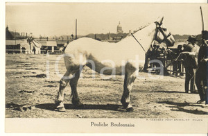 Cartolina originale da collezione 1930 ca FRANCE CHEVAUX Pouliche boulonnaise  Photo postcard RPPC A. CHAMBRY 1