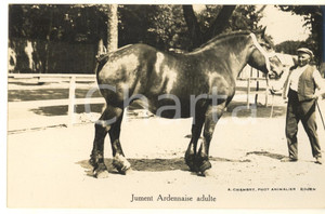 Cartolina originale da collezione 1930 ca FRANCE CHEVAUX Jument ardennaise adulte  Photo postcard RPPC A. CHAMBRY 1