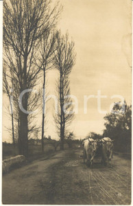 Cartolina originale da collezione 1929 ITALIA  ANIMALI  Coppia di buoi in campagna Fotocartolina RPPC 1