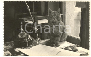 Fotografia d epoca originale 1960 ca TORINO ? Ritratto di un gatto alla scrivania Foto Vito ZUCCHINI 1