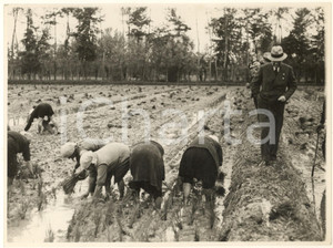 Fotografia d epoca originale 1936 ROZZANO MI Prefetto Riccardo MOTTA tra le mondine di una risaia Foto 1