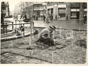 Fotografia d epoca originale 1938 MILANO Piazza Duomo  Sistemazione delle aiuole per la primavera  Foto 1