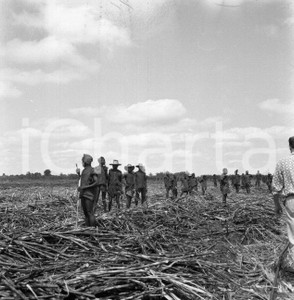 Fotografia d epoca originale 1965 ca LUABO MOZAMBICO piantagione di canna da zucchero NEGATIVO ORIGINALE 11 1