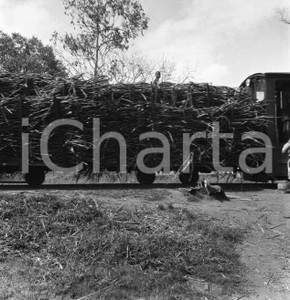 Fotografia d epoca originale 1965 ca LUABO MOZAMBICO piantagione di canna da zucchero NEGATIVO ORIGINALE 13 1