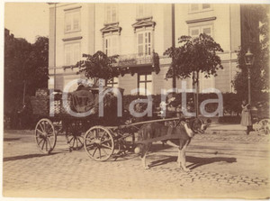 Fotografia d epoca originale 1900 ca COSTUME ITALIA  Scena con calesse e cane Fotografia anonima 8x11 1