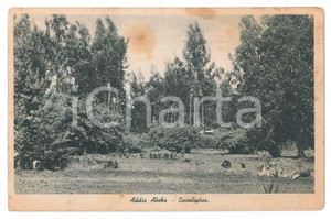 Cartolina originale da collezione 1935 ca ADDIS ABEBA ETIOPIA Foresta di ecualipti  Cartolina FP NV 1