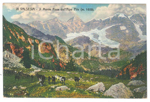 Cartolina originale da collezione 1925 ca VALSESIA Capre sull Alpe Pile  Vista del MONTE ROSA Cartolina FP NV 1