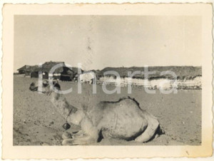 Fotografia d epoca originale 1939 AOI CHISIMAIO SOMALIA Cammello e capanne  Foto 10x7 cm 1