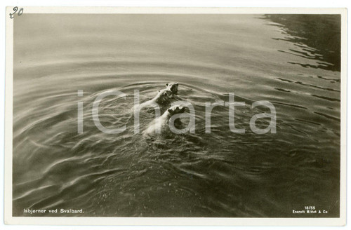 1935 ca SVALBARD (NORWAY) Polar bears - Postcard FP NV  Cartolina d'epoca, non viaggiata. FAIR/discreto Lievi smussature agli angoli Formato: FP originale e autentica 1