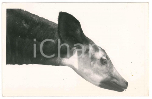 1930 ca C. ZAGOURSKI «L'Afrique qui disparaît» CONGO BELGE - Okapi ^Postcard 179  Fotocartolina postale d'epoca, appartenente alla 2a serie &laquo;L'Afrique qui dispara&icirc;t&raquo; del fotografo Casimir Zagourski (L&eacute;opoldville).N&deg; 179, non viaggiata.CONDIZIONI: FAIRFORMATO: 14x9 cm     originale e autentica 1