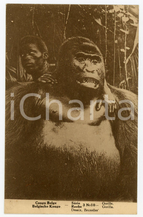 1910 ca COSTUMES CONGO BELGE Gorille - Carte postale Série REEKS  Cartolina postale d'epoca, non viaggiata.CONDIZIONI: GFORMATO: FP    originale e autentica 1