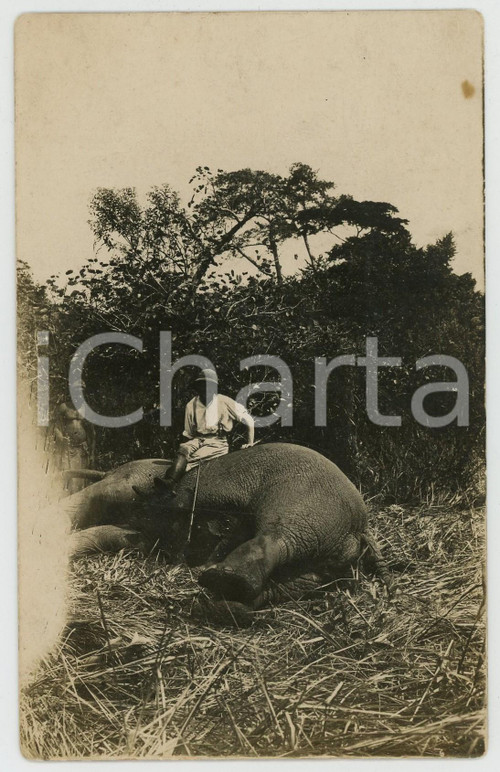 1930 ca CONGO BELGA Cacciatore con elefante ucciso - Foto cartolina 14x9 cm  Fotografia d'epoca, in formato cartolina postale.Didascalia manoscritta al verso.CONDIZIONI: F (piegature centrali e lievi macchie al recto)FORMATO: FP    originale e autentica 1