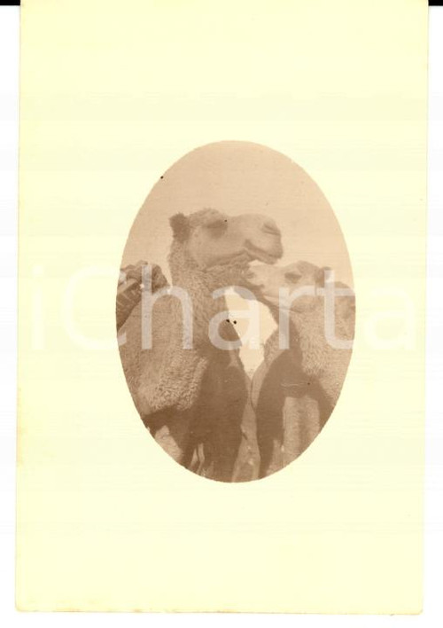 Fotografia d epoca originale 1920 ALEPPO Siria Due giovani bellezze locali Foto VINTAGE SATIRA 9x6 1