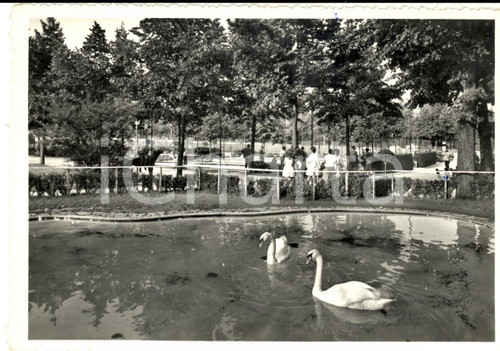 1950 ca PEDAVENA (BL) Giardino della BIRRERIA *Cartolina ANIMATA FG VG