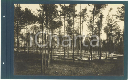 1920 ca CERIANO LAGHETTO Ditta TRANQUILLO ROSSI - Tronchi abbattuti - Fotografia