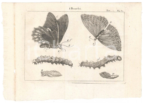 1767 (?) Pluche LO SPETTACOLO DELLA NATURA - I bruchi *Stampa tomo 1