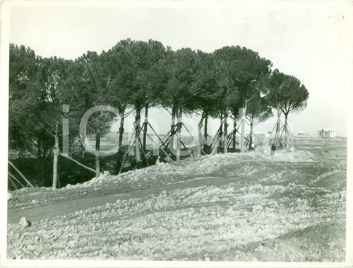 Fotografia d epoca originale 1939 ROMA EUR Operai piantano pini romani in VIA IMPERIALE per ESPOSIZIONE E42 1
