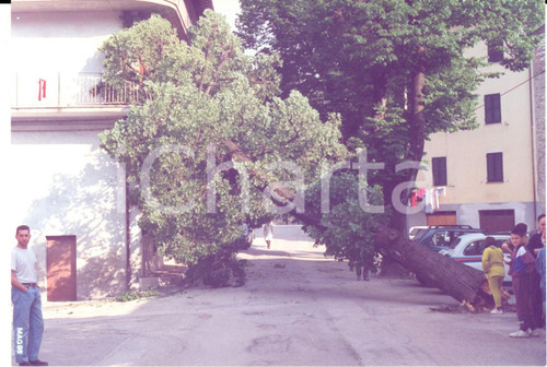 Fotografia d epoca originale 1995 PESARO ? Tiglio abbattuto dal maltempo su una casa Fotografia REPORTAGE 1