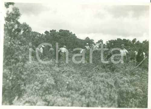 Fotografia d epoca originale 1935 BEDA LITTORIA LIBIA Coloni italiani disboscano campi libici Fotografia 1