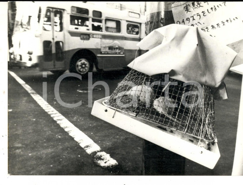 1970 TOKYO Toponi bianchi segnalano l'inquinamento con la loro morte *Foto 18x13