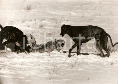 1970 ca COLORADO (USA) Greyhounds fight with coyote *Foto 17x12 cm