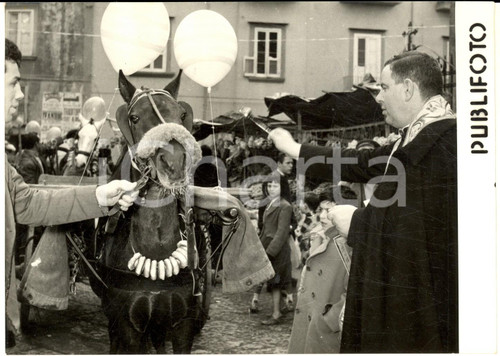 1958 NAPOLI Festa di Sant'Antonio - Benedizione dei cavalli - Foto 18x13 cm