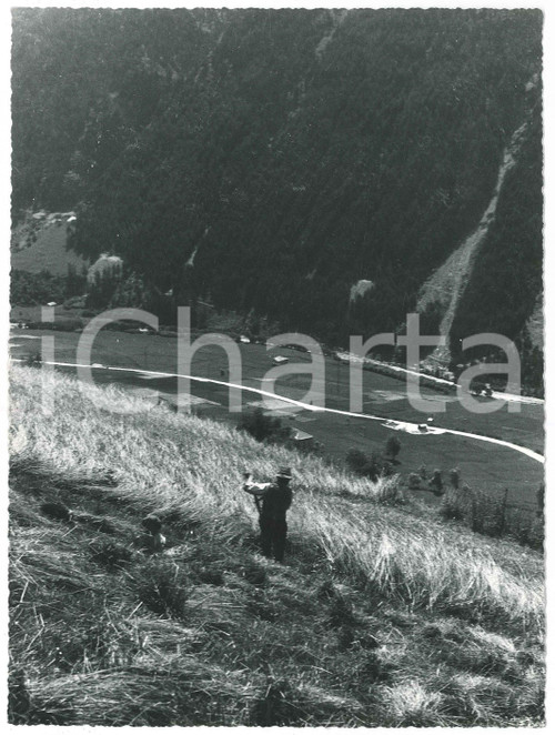 1955 ca VEZZA D'OGLIO / TU - Falciatura segale *Foto Gualtiero LAENG FIRMATA