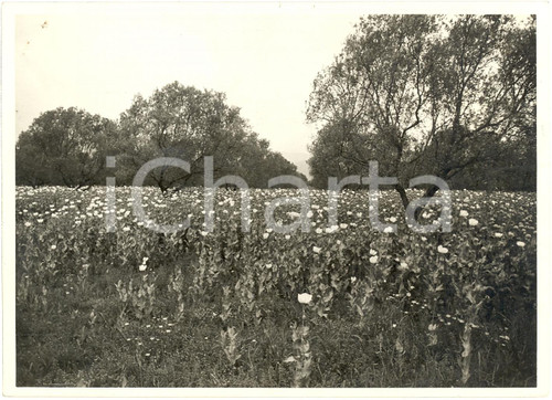 Fotografia d'epoca originale 1939 LAMEZIA TERME (CZ) Nicotera Severino di NICASTRO 1