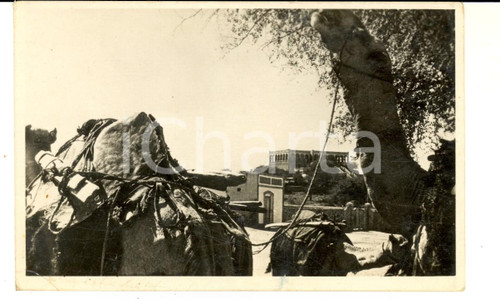 Cartolina originale da collezione 1935 ca AOI DIRE DAUA (ETIOPIA) Carovana in sosta *Cartolina FP NV 1