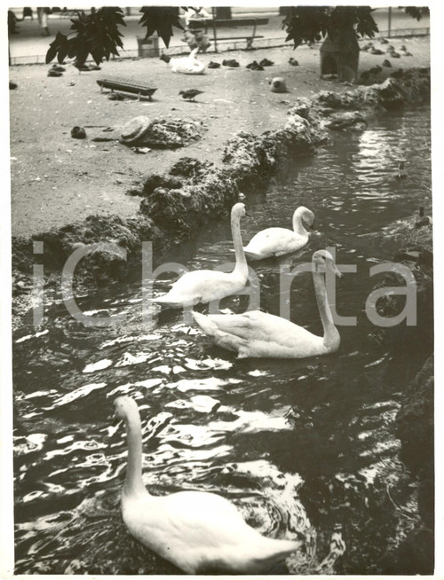 Fotografia d epoca originale 1938 MILANO I cigni del laghetto sentono il caldo estivo Fotografia 1
