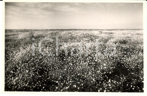 Fotografia d epoca originale 1930 ca BENGASI LIBIA PROPAGANDA COLONIALE Praterie vicino alla cittÃ  Foto 1