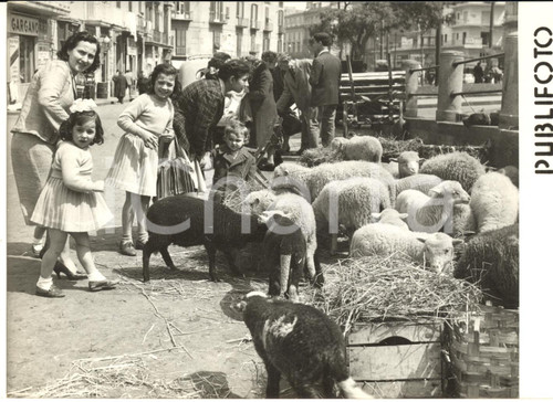 1958 NAPOLI Mercato di Pasqua - Bambini attratti dagli agnelli - Foto 18x13 cm