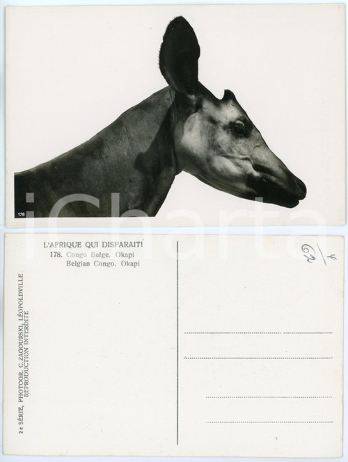 1930 ca C. ZAGOURSKI «L'Afrique qui disparaît» CONGO BELGE Okapi ^Postcard  Fotocartolina postale d'epoca, appartenente alla 2a serie &laquo;L'Afrique qui dispara&icirc;t&raquo; del fotografo Casimir Zagourski (L&eacute;opoldville).N&deg; 178, non viaggiata.CONDIZIONI: G FORMATO: 14x9 cm    originale e autentica 1