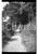 Fotografia d epoca originale 1925 CALDANA VA Lungo il sentiero per il Campo dei Fiori NEGATIVO ORIGINALE 1