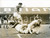 1958 CARDIFF FOOTBALL Wales-Ireland 1-1 Mel HOPKINS and Jack KELSEY falling down