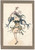 1950 ca ART - FRANCE - Folies - Woman as jester - Drawing 14x18 cm  Disegno originale a china su carta, acquerellato, montato su cartoncino leggero. GOOD/buono  Formato: 14x18 cm originale e autentica 1