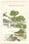 1920ca JAPAN Formosa Oolong Tea advertising KATSUDO-SHI Illustrated Postcard (2) Cartolina postale d'epoca, non viaggiata.CONDIZIONI: FAIRFORMATO: FP    originale e autentica 1