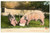 1910 ca FRANCE Two pigs eating - Postcard FP NV  Cartolina postale d'epoca, non viaggiata.CONDIZIONI: FAIRFORMATO: FP    originale e autentica 1