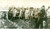 Fotografia d epoca originale 1981 BOSSENDORF FRANCE Conferenza su campo di mais per sviluppo agricolo Foto 1