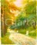 Fotografia d epoca originale 1950 ca GARGANO FG Un viale della Foresta Umbra Fotografia COLORATA A MANO 1