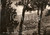 Cartolina originale da collezione 1950 ca SANREMO IM Scorcio panoramico attraverso gli alberi Cartolina FG NV 1