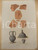 Stampa, bozzetto originale 1840 ca FERRARIO COSTUME ANTICO Anfore e frammenti Stampa inc. FUMAGALLI 26x37 1