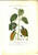 Stampa, bozzetto originale 1830 ca BOTANICA Dicotiledoni Pepe nero o aromatico Inc. GROSSI Colorata a mano 1