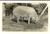 Fotografia d epoca originale 1945 CORNAREDO Verro degli allevamenti Confezioni MAIM Foto 14x9 cm 1