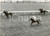 Fotografia d epoca originale 1959 NEWMARKET UK  1,000 Guineas  Doug SMITH wins on Petite Etoile Photo 1