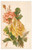 Cartolina originale da collezione 1900 ca FLOWERS Pink and yellow roses  Illustrated postcard FP NV 1